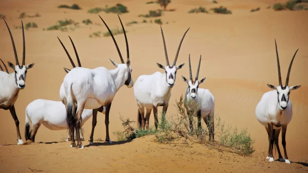 Desert National Park, Rajasthan