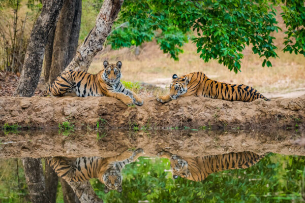 Kanha National Park