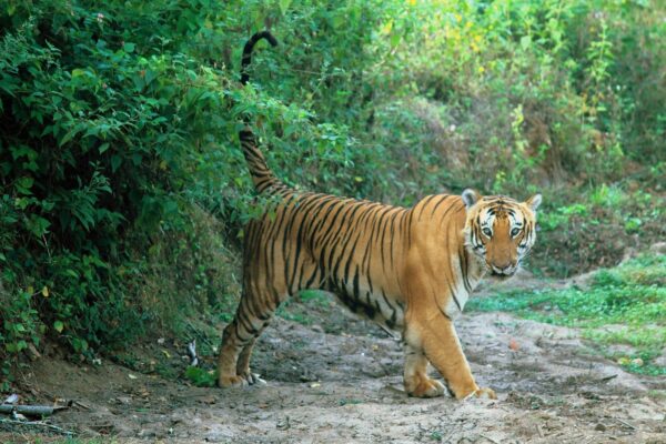 Bandipur National Park