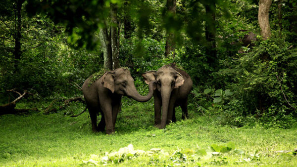 Nilgiri Biosphere Reserve