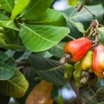 Highest Cashew Producing States In India