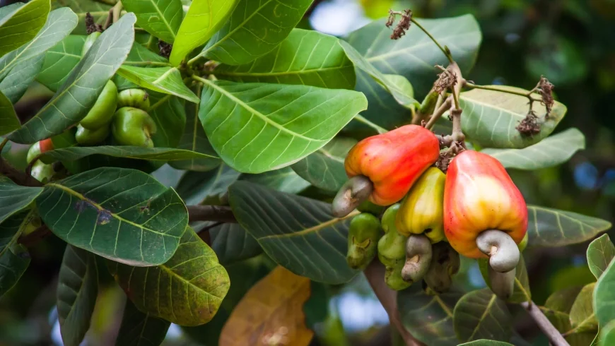 Highest Cashew Producing States In India