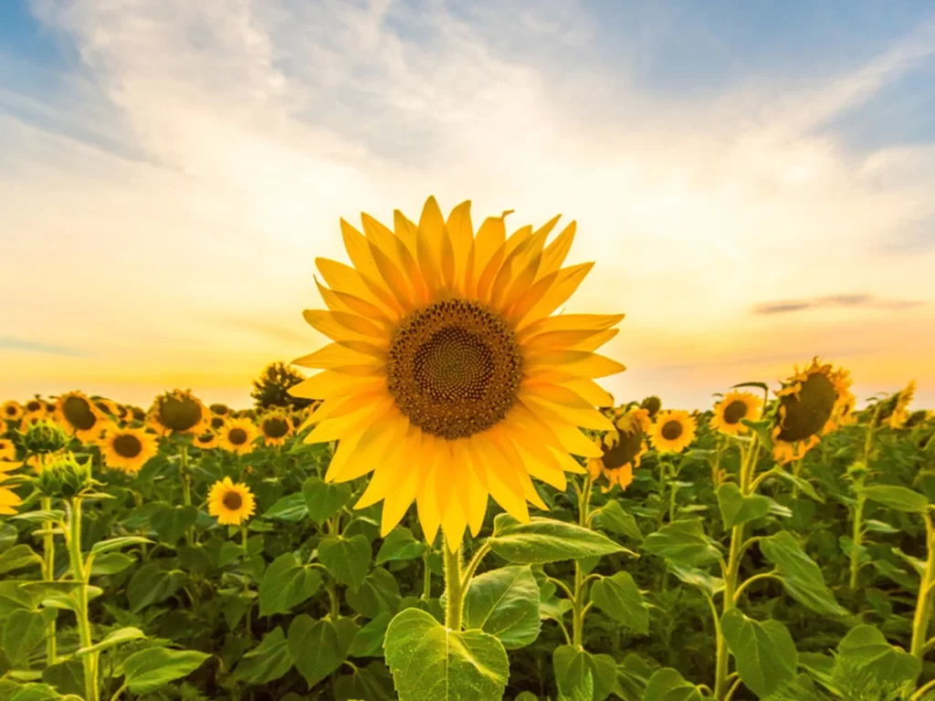 Highest Sunflower Producing States In India