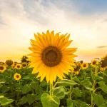 Highest Sunflower Producing States In India