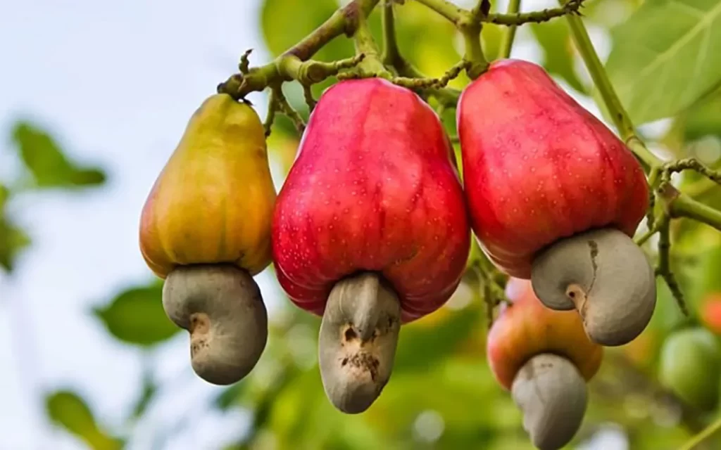 Cashew