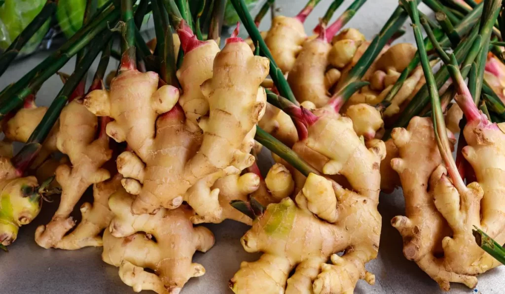 Highest Ginger Producing States In India