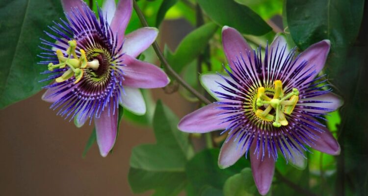 Passionflower