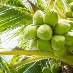 Highest Coconut Producing States In India