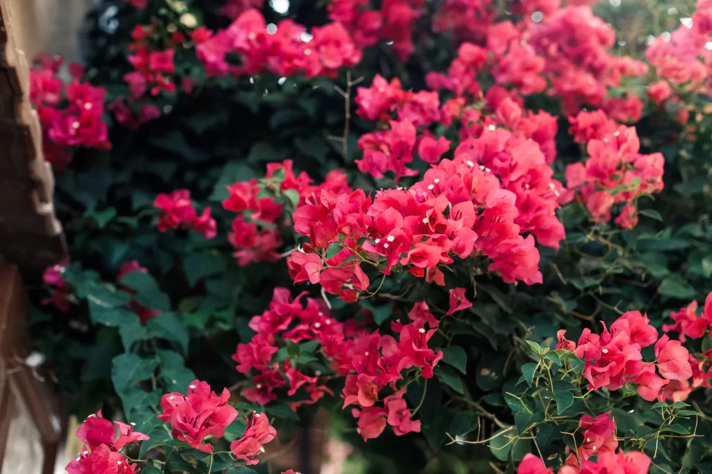 Bougainvillea