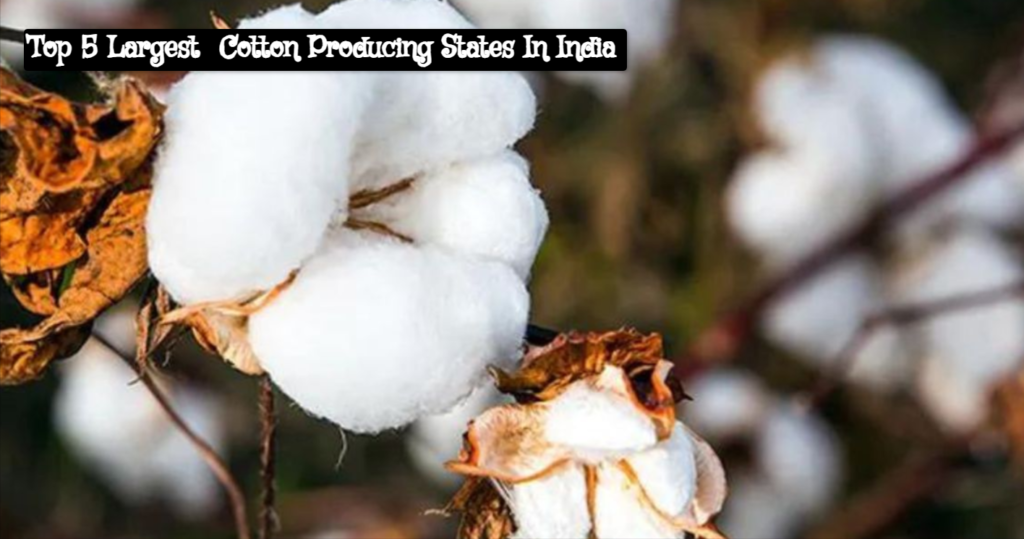 Largest Cotton Producing States In India