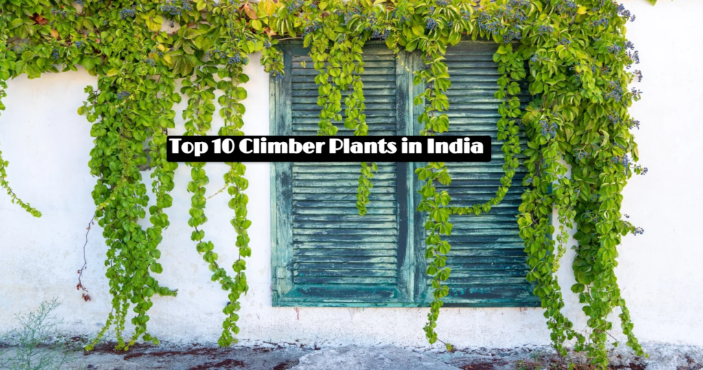 Top 10 Climber Plants in India