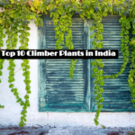 Top 10 Climber Plants in India