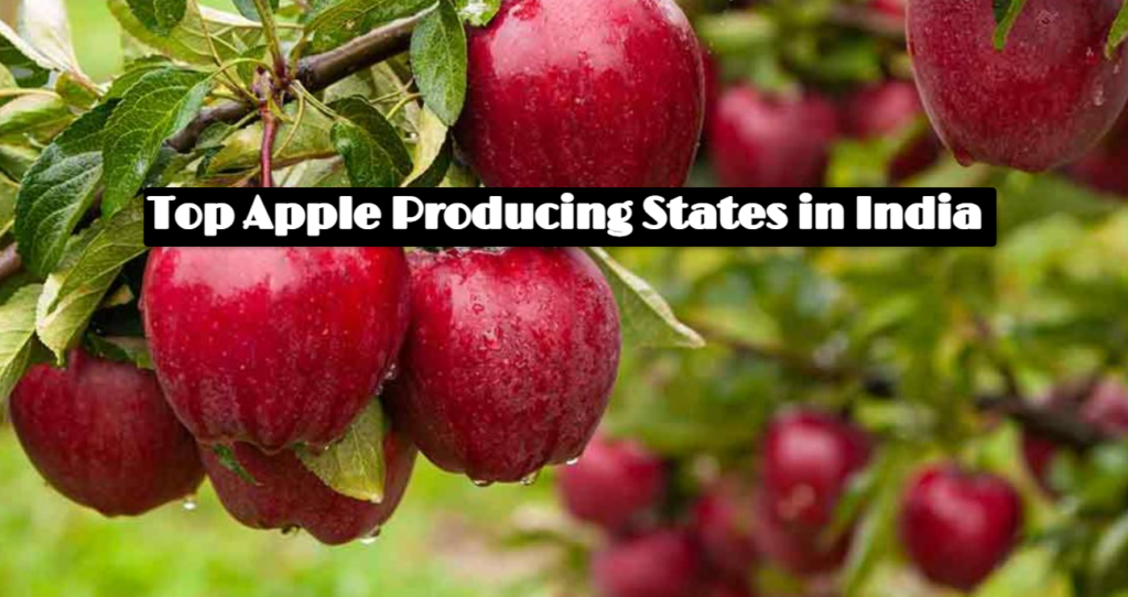 top Apple Producing States in India