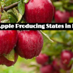 top Apple Producing States in India