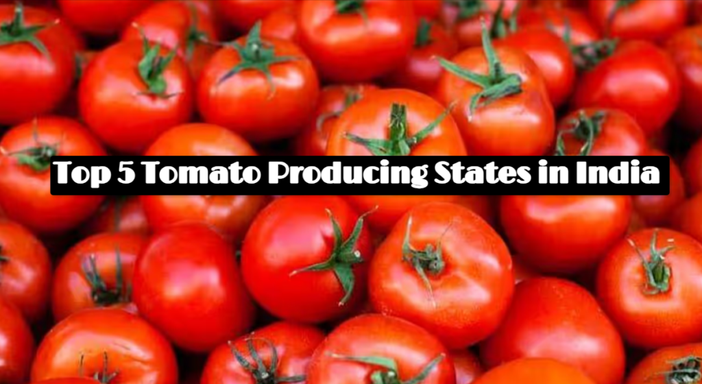 Tomato Producing States in India