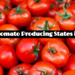 Tomato Producing States in India