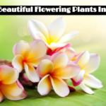 Top 10 Beautiful Flowering Plants In India