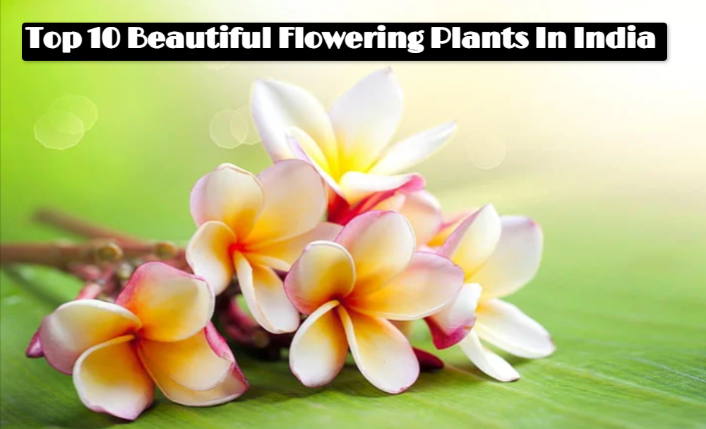 Top 10 Beautiful Flowering Plants In India