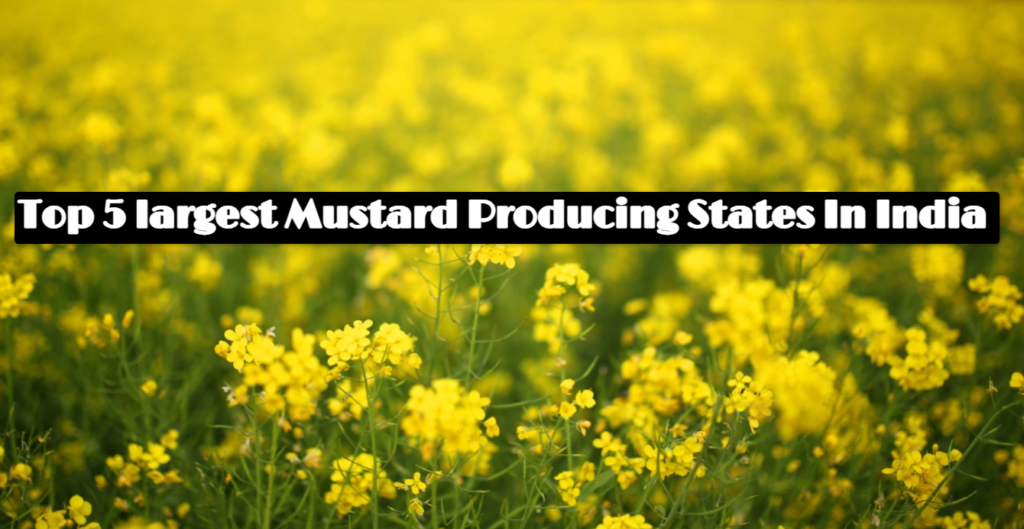 Top 5 largest Mustard Producing States In India