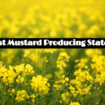 Top 5 largest Mustard Producing States In India