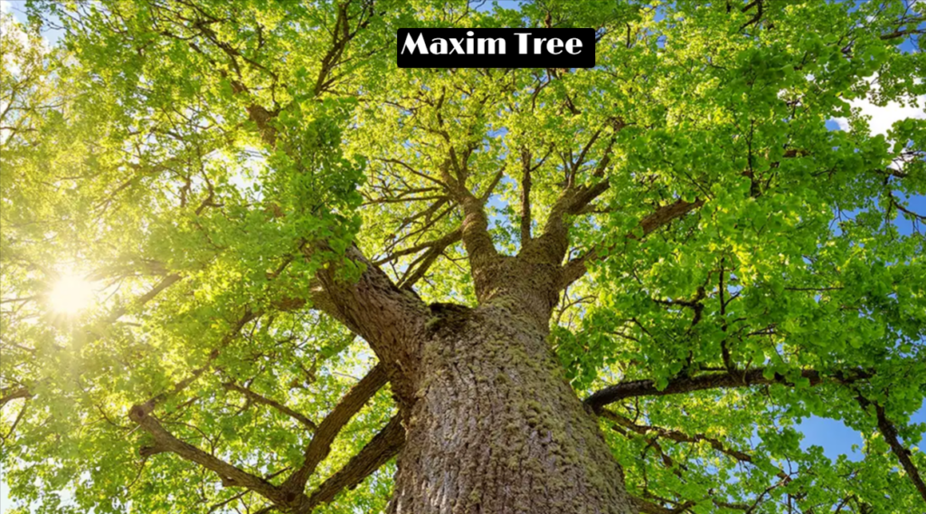 Maxim Tree