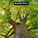 Maxim Tree